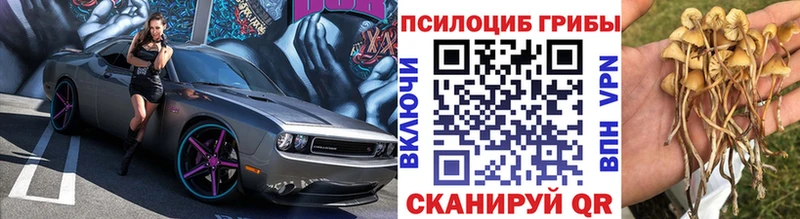 купить   Пошехонье  Псилоцибиновые грибы GOLDEN TEACHER 